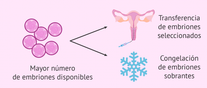 Imagen: Transferencia de embriones en dia 3