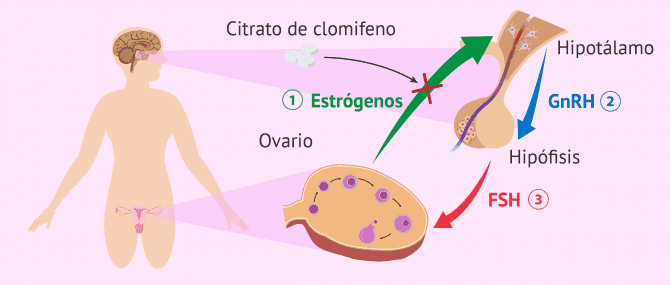 Imagen: Citrato de clomifeno para inducir la ovulación