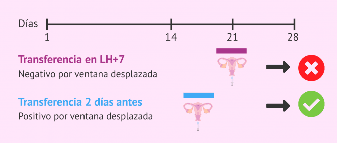 Imagen: Ventana de implantación desplazada y transferencia embrionaria