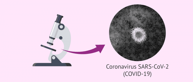 Imagen: Aspecto del coronavirus en el microscopio