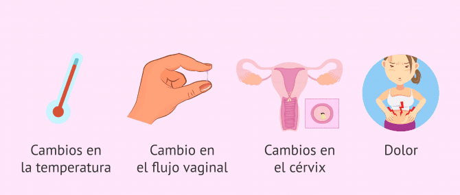 Imagen: ¿Qué síntomas pueden ser indicativos de ovulación?