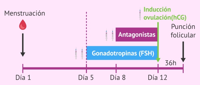 Imagen: Protocolo de estimulación ovárica en Mini-FIV