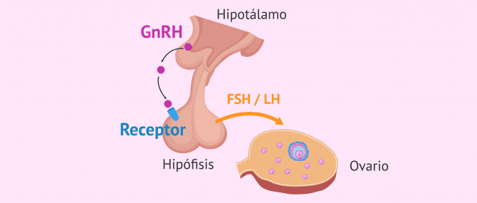Imagen: ¿Cómo funciona la GnRH?
