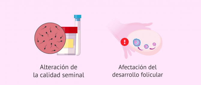 Imagen: Microbiota y gametogénesis