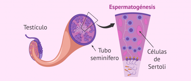 Imagen: Células de Sertoli