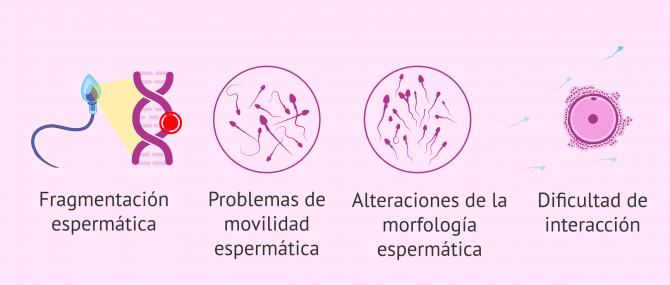 Imagen: Consecuencias del estrés oxidativo en el esperma