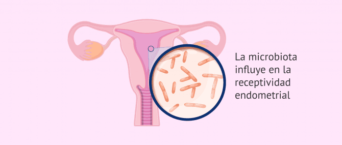 Imagen: Microbiota y receptividad endometrial