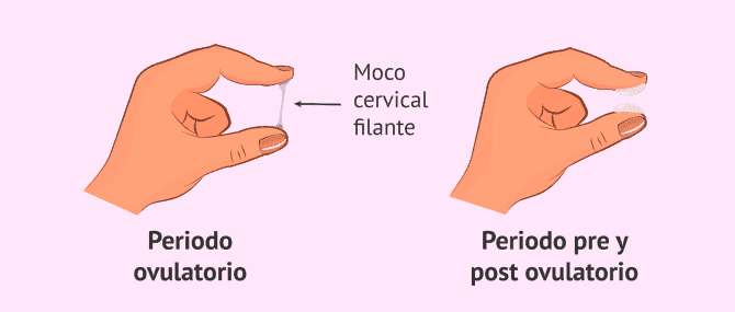 Imagen: Cambios del moco cervical durante el ciclo menstrual