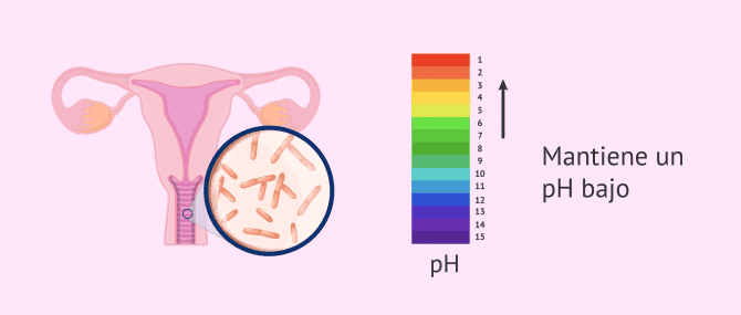 Imagen: La microbiota vaginal condiciona su pH