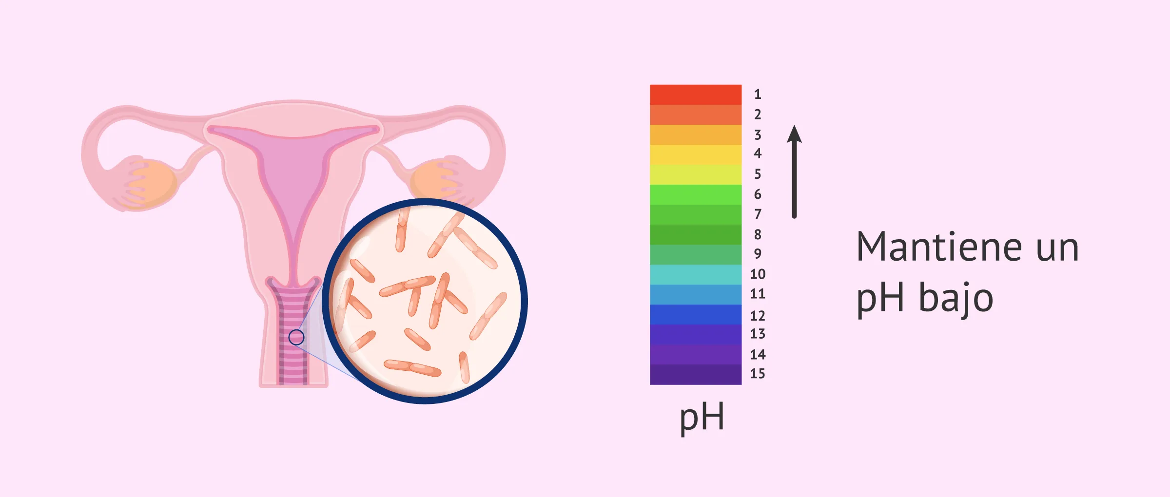 La microbiota vaginal condiciona su pH