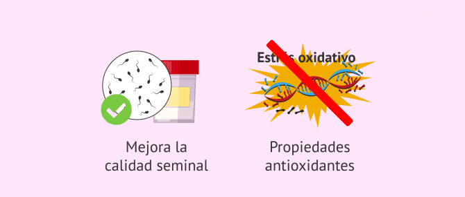 Imagen: Posibles efectos de la L-carnitina