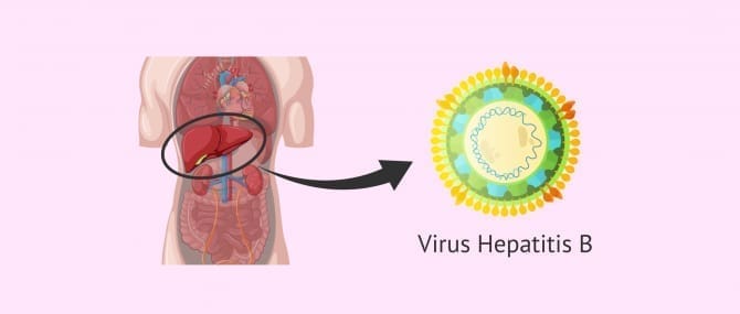 Imagen: Virus de la hepatitis B