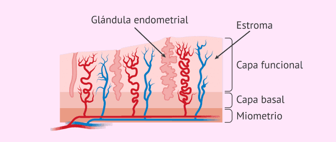 Imagen: Cambios en el endometrio