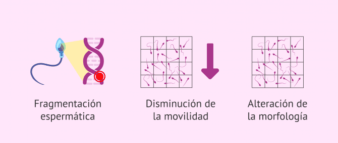 Imagen: Efectos de las ROS en el semen