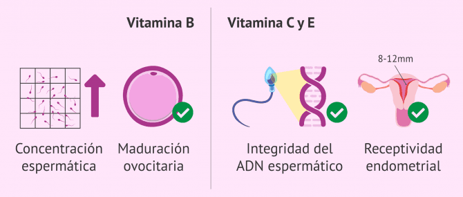 Imagen: Efectos de las vitaminas en la calidad del semen