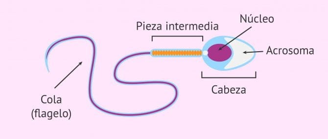 Imagen: Espermatozoide con morfología normal