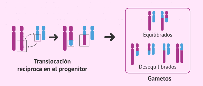 Imagen: Translocación recíproca en el progenitor