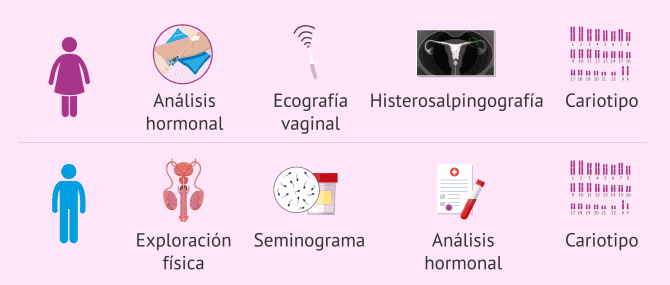 Imagen: Estudio de fertilidad