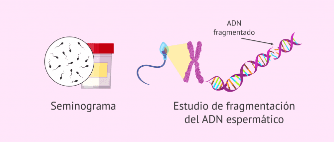 Imagen: Evaluación de la calidad seminal