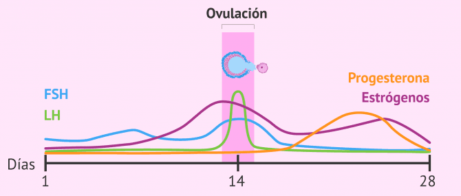 Imagen: Cambios hormonales en la fase ovulatoria