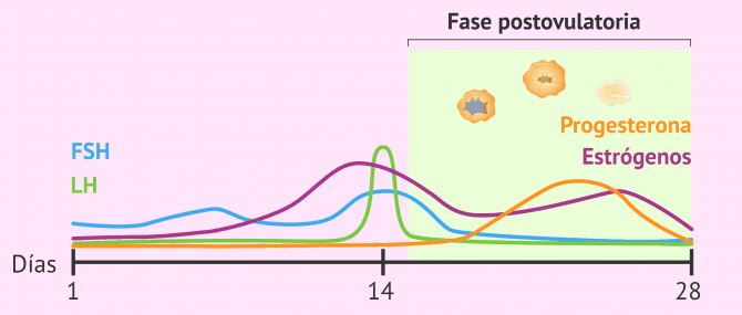 Imagen: Cambios hormonales y ováricos en fase postovulatoria