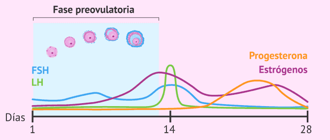 Imagen: Cambios hormonales y foliculares en la fase preovulatoria