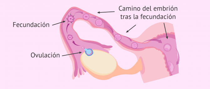 Imagen: Importancia de las trompas de Falopio