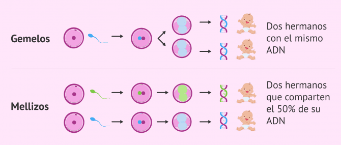 Imagen: Diferencia entre gemelos y mellizos