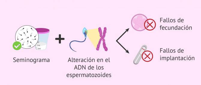 Imagen: ¿Por qué no se produce el embarazo natural con normozoospermia?