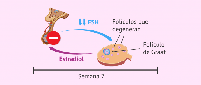 Imagen: Reclutamiento folicular en la segunda semana