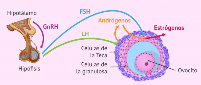 Imagen: Control hormonal de la foliculogénesis