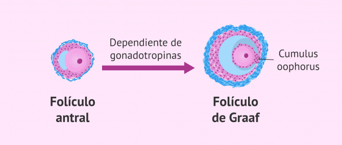 Imagen: Folículo antral a folículo de Graaf