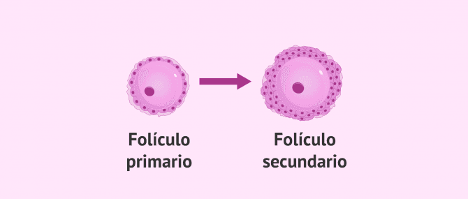 Imagen: Folículo primario a folículo secundario