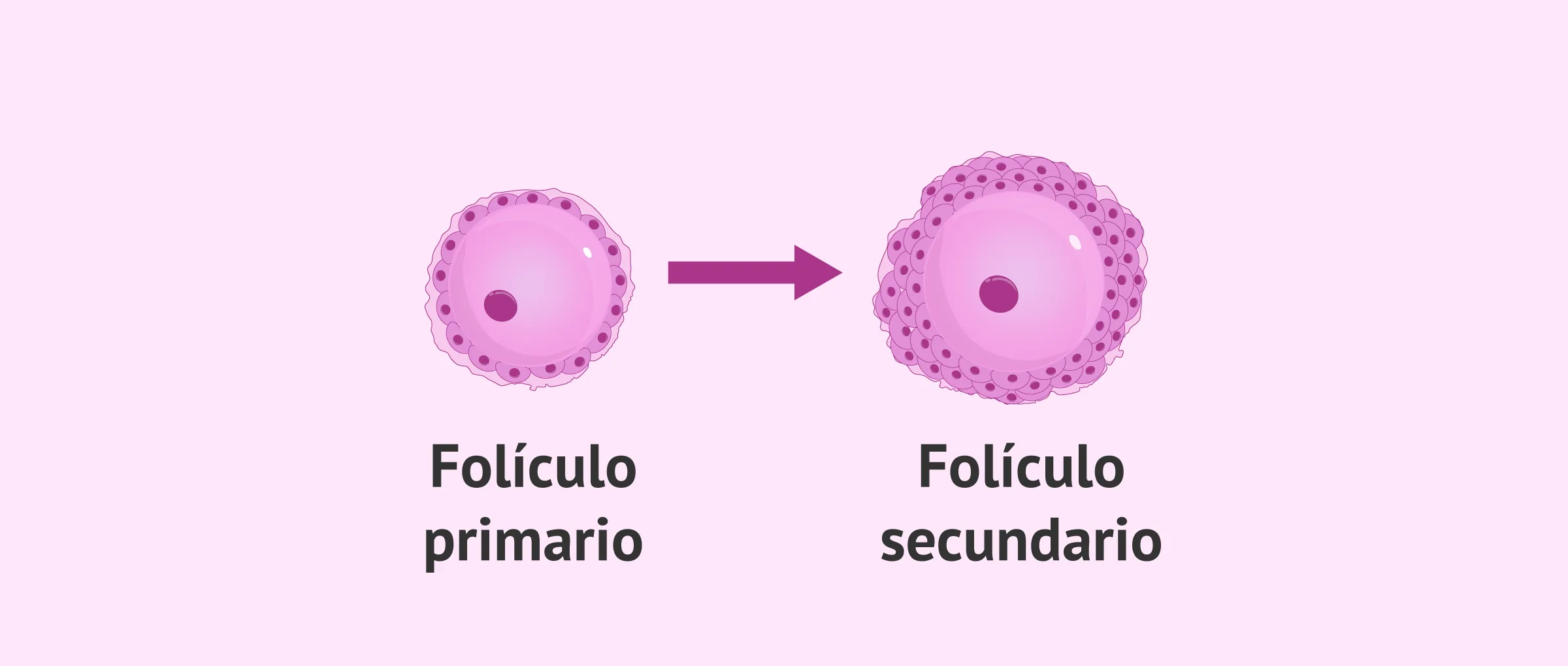 Folículo primario a folículo secundario