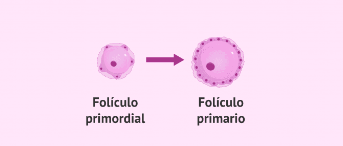 Imagen: Folículo primordial a folículo primario