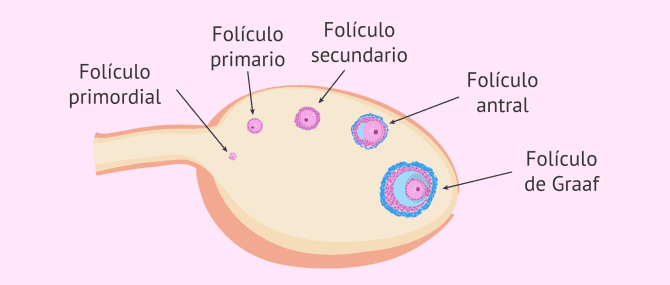 Imagen: Fases de la foliculogénesis