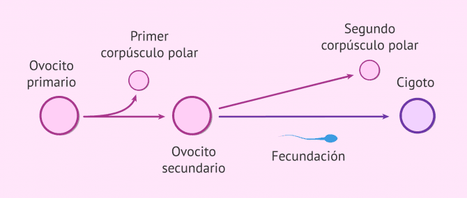 Imagen: Relación foliculogénesis y ovogénesis