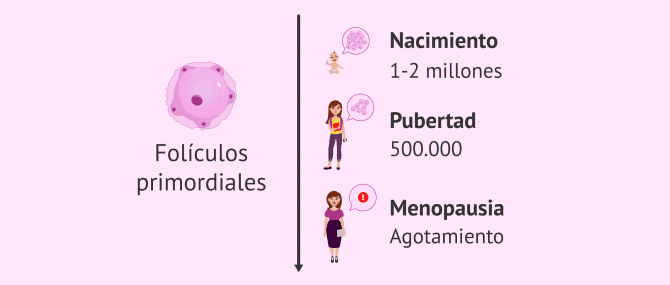 Imagen: Folículos primordiales y reserva ovárica