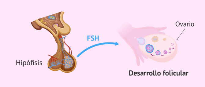 Imagen: La FSH se encarga del desarrollo folicular