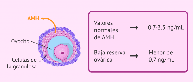 Imagen: Secreción de la hormona Antimulleriana (AMH)