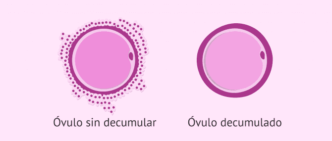 Imagen: Decumulación de óvulos FIV