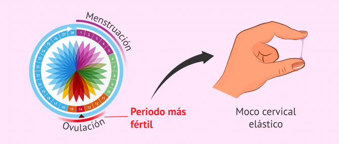 Imagen: Moco cervical en los días fértiles