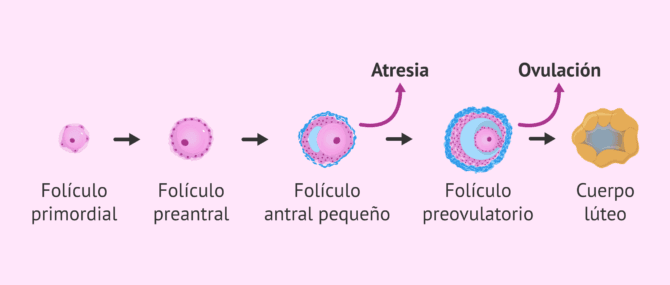 Imagen: Atresia de los folículos ováricos