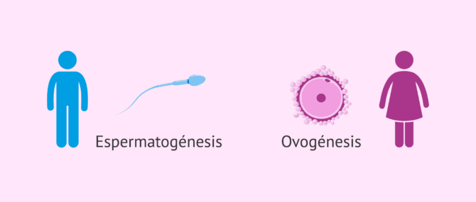 Imagen: Gametogénesis