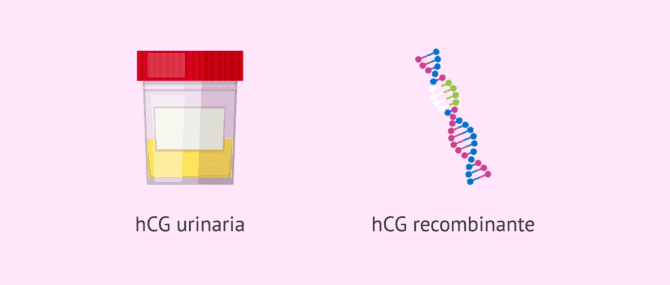 Hormona gonadotropina corionica humana cuantitativa sale