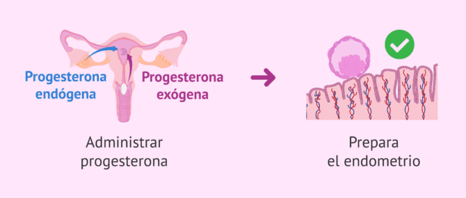 Imagen: Soporte de la fase lútea