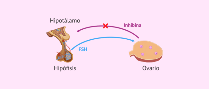 Imagen: Funcionamiento de la inhibina B