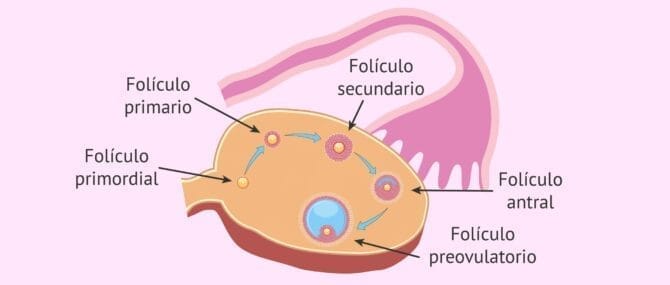 Imagen: Ecografía de foliculos antrales