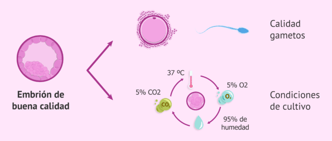 Imagen: Factores que influyen en la calidad embrionaria