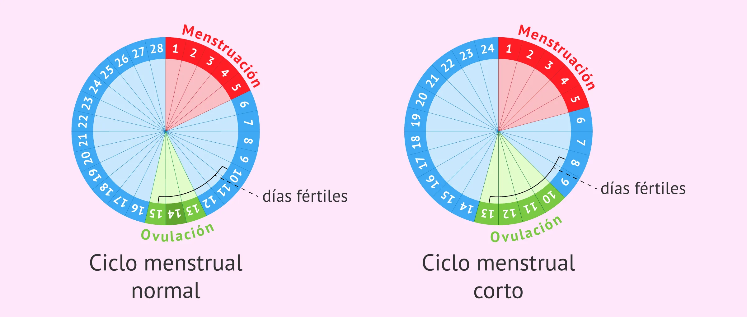 Días fértiles, ovulación y regla